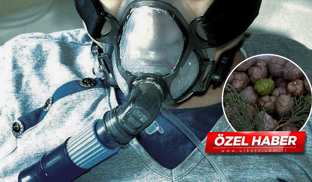 Doğadan gelen mucize! Solunum hastalıklarına şifa