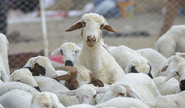 1200 küçükbaş hayvan satılacak