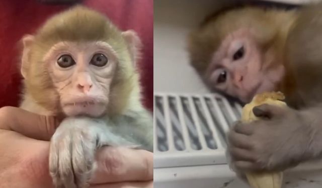 Denetimde maymun ele geçirildi