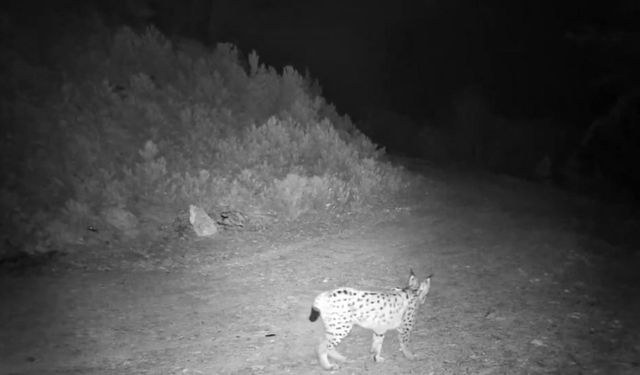 Doğanın gizemli misafiri kamerada!