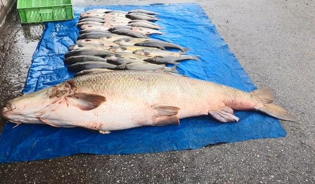 “Turnayı” gözünden vurdular