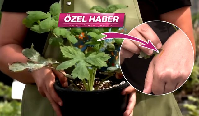 Bu bitkinin faydası saymakla bitmiyor! Göze şifası şaşırtıyor