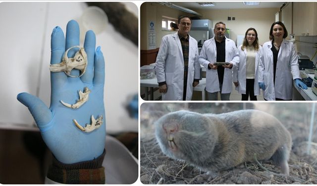 Türkiye'de kör köstebeğin 3 yeni türü keşfedildi