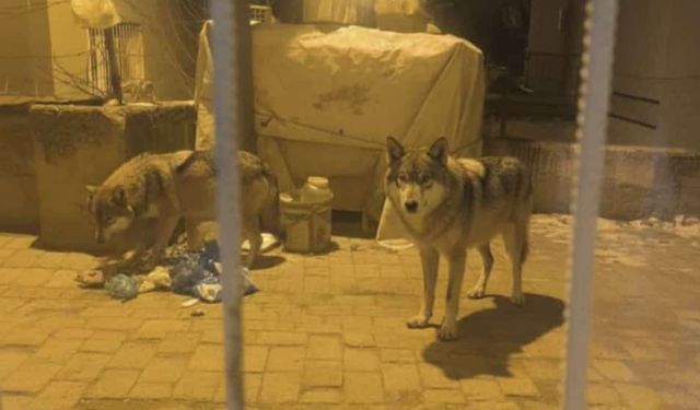 🐺Aç kalan kurtlar şehre indi