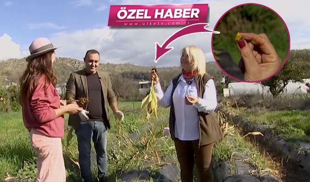 'Baharatların kraliçesi' olarak biliniyor! Zeytinyağı ve karabiberle bin kat daha faydalı