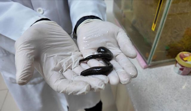 Tıbbi sülük yetiştiriciliğinde keçi kanı verimi arttırıyor