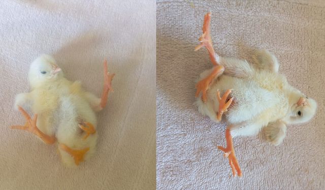 Görenleri hayrete düşüren civciv!