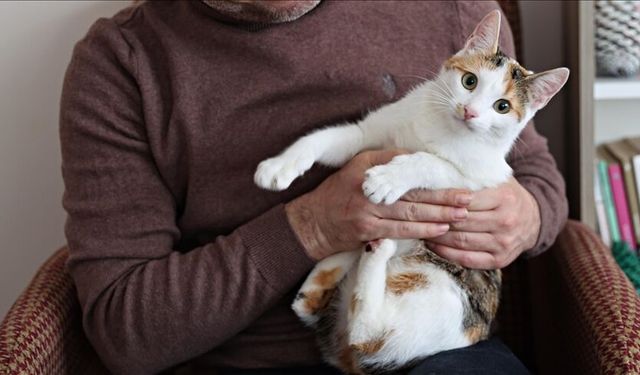 Evlerde içilen sigaranın evcil hayvanlara zararı