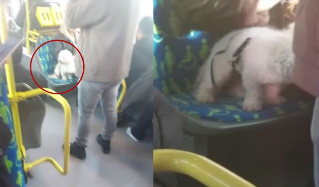 İstanbul'da metrobüste köpek koltukta oturdu, yolcular ayakta bekledi