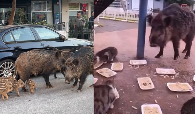 İzmir'de domuz istilası! CHP'li iş bilmezler izliyor