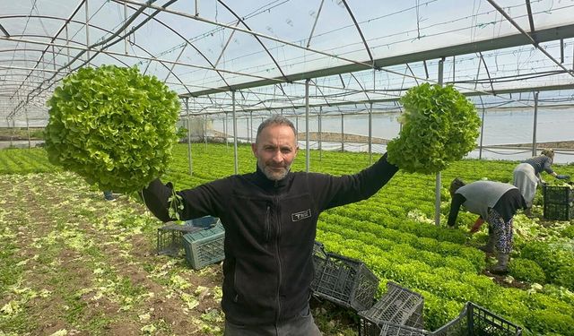 5 liraya düşünce zararıyla ağlatmıştı! Bu yıl yüzleri güldürdü