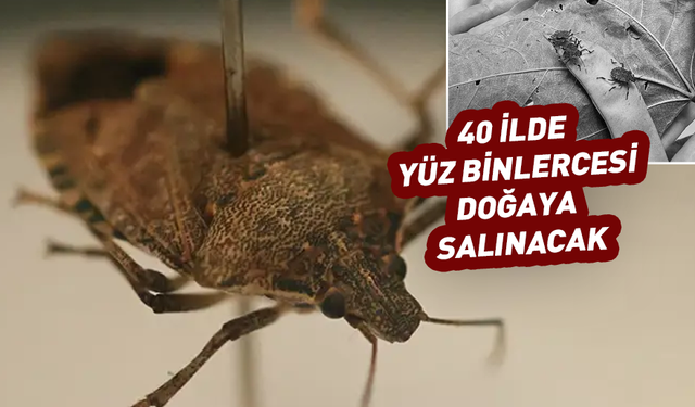 40 ilde yüz binlercesi doğaya salınıyor...