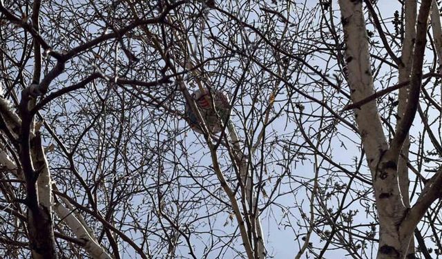 Top ağlarda değil dallarda! ☺️