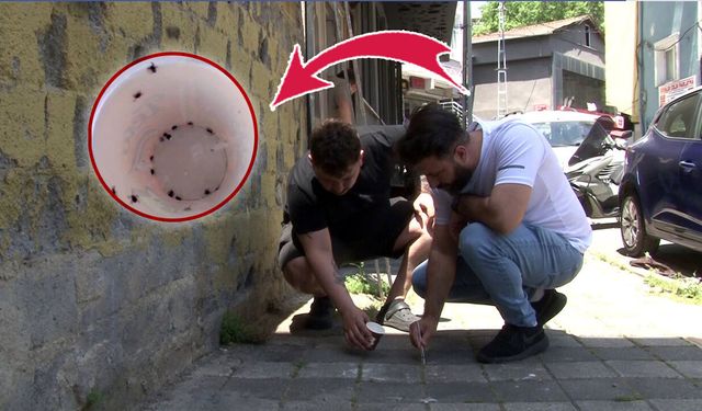 İstanbul'da kene alarmı! Mahalleyi istila ettiler