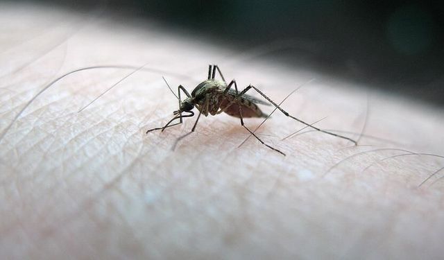 Sivrisinekler hakkında bildiğiniz her şeyi unutun! Meğer "kan grubu" değilmiş