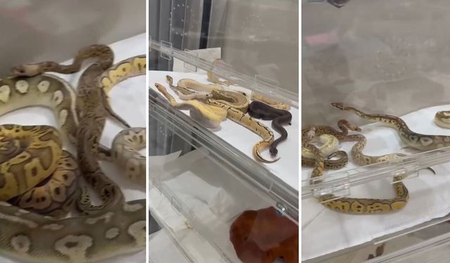 İstanbul'daki bir evden çıkanlar ağızları açık bıraktı!