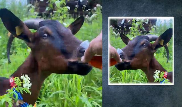 Keçi bardağındaki çaya ortak oldu 🐐☕
