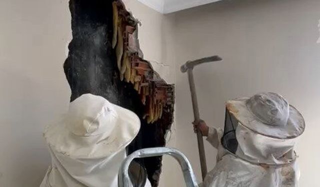 Avcılar'da yıkılan evin duvarından 25 kilo bal çıktı!
