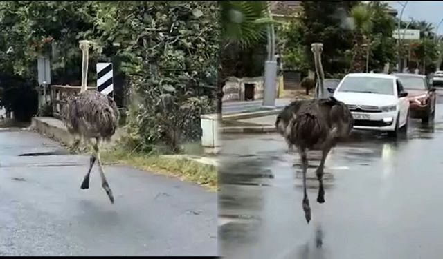 İstanbul'da firari deve kuşu paniği! Trafiği birbirine kattı