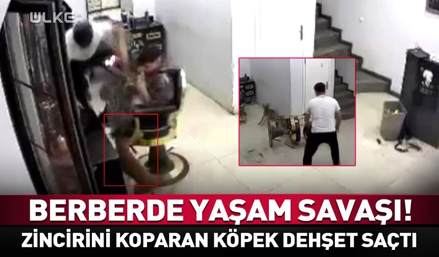 Köpek kuaförde tıraş olan müşteriyi ısırdı