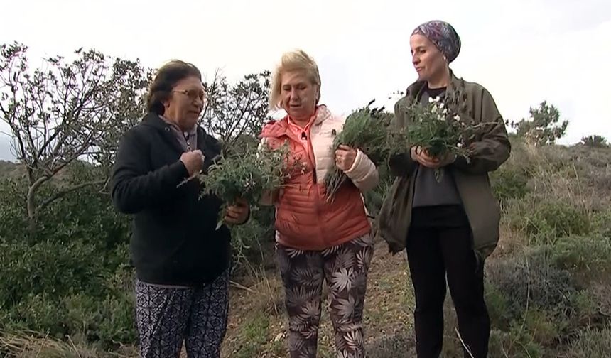 Ada çayı nelere iyi gelir? Fazlası nasıl etki yapar?