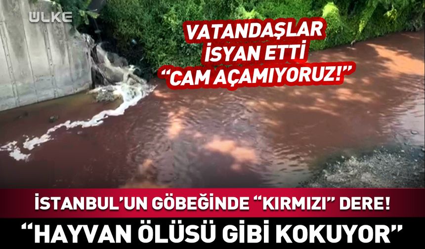 İstanbullular isyan ettiren koku: Hayvan ölüsü gibi…