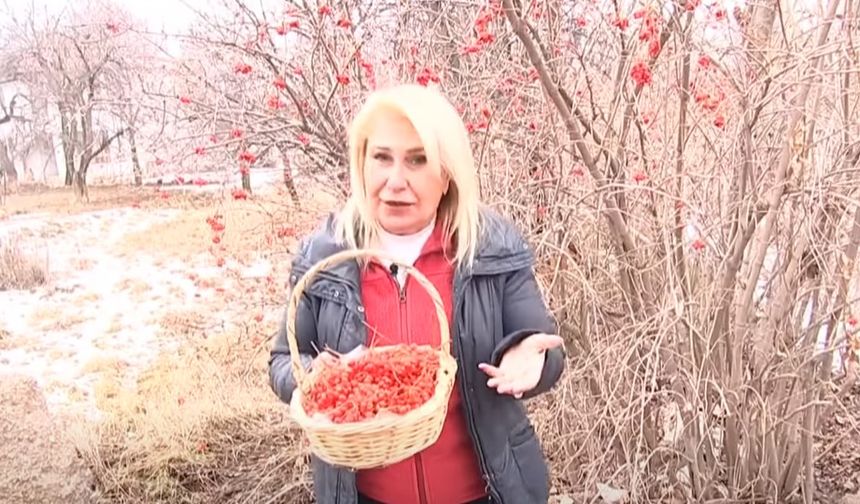 'Gilaburu' kalp-damar, böbrek hastalıkları ve strese iyi geliyor