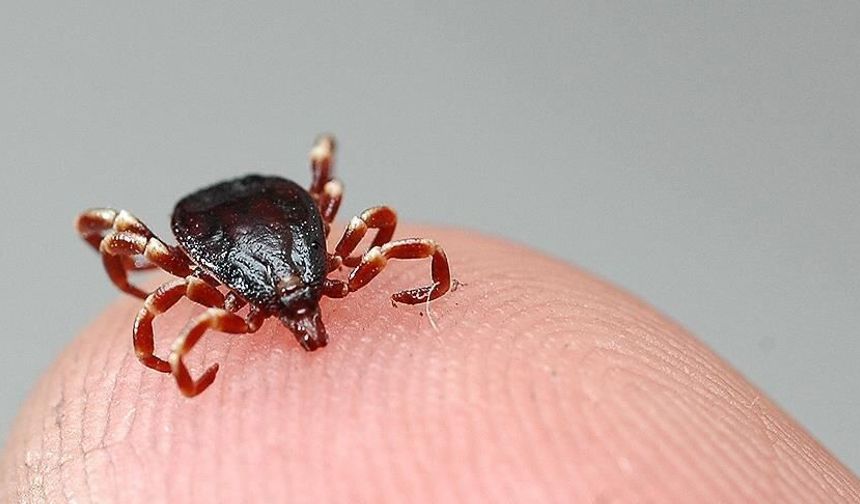 Sivas’ta kene can aldı! 6 günlük yaşam mücadelesi acı bitti