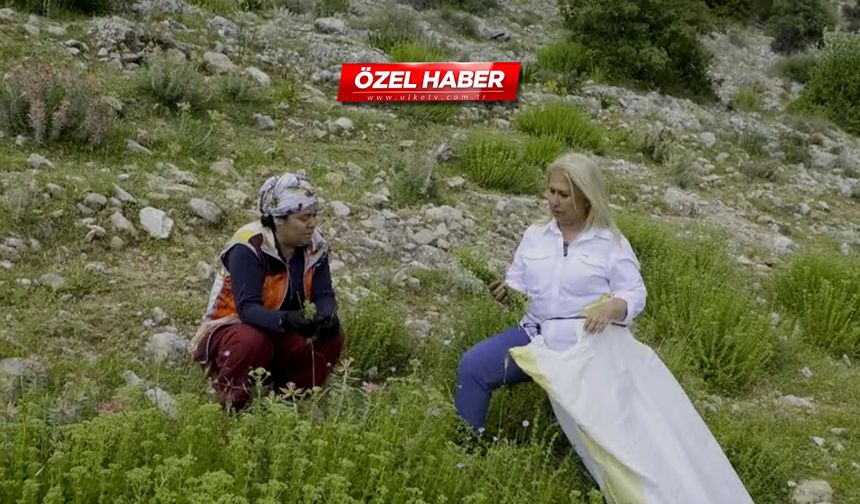 Bu mucizevi bitki hastalıklara şifa oluyor!