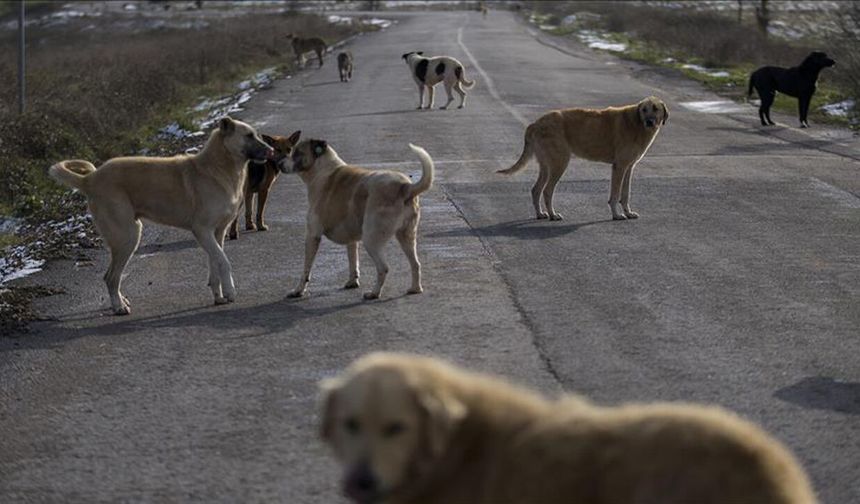 Bakan Çiftçi’den "sokak köpekleri" açıklaması!