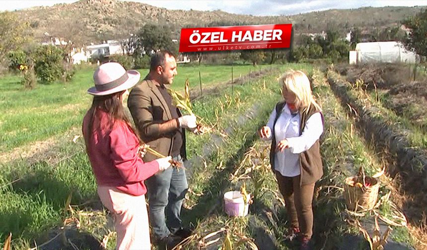 Kansere şifası ile biliniyordu! Bu gruptaysanız kesinlikle kullanmayın