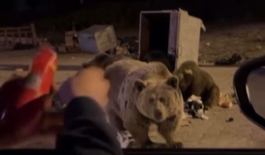 Vay ayı var! Bir anda saldırdı 🔞