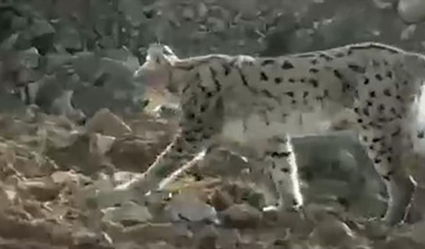 Türünün en büyüğü o ilde görüldü! Dikkatini böyle çekti