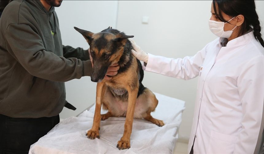 Veteriner laboratuvarlarında yeni dönem! Resmi Gazete’de yayımlandı