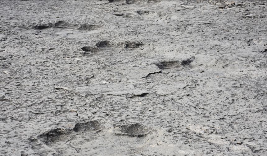 Heyecanlandıran keşif! Tam 200 milyon yıllık