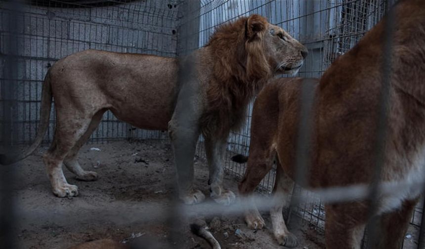 Aslanın kafesine girmekle hayatının hatasını yaptı