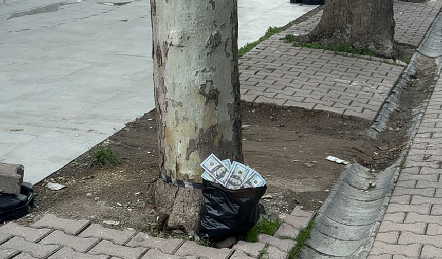 Ağaç altına bırakılan poşetten servet çıktı! Deste deste dolar... 🤑