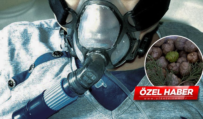 Doğadan gelen mucize! Solunum hastalıklarına şifa