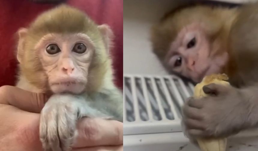 Denetimde maymun ele geçirildi