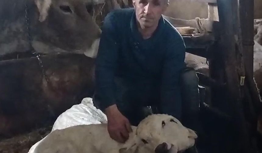 Çift başlı buzağı görenleri şoke etti!