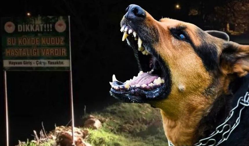 Bir ilimizde kuduz alarmı! Bölge karantinada