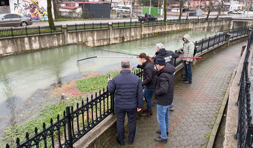 Sakarya’da çevre felaketi! Ölü balıklar su yüzeyini kapladı