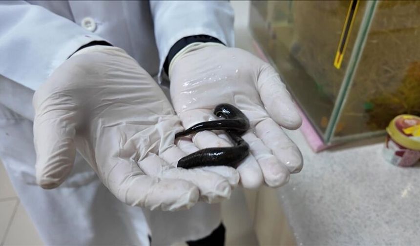 Tıbbi sülük yetiştiriciliğinde keçi kanı verimi arttırıyor