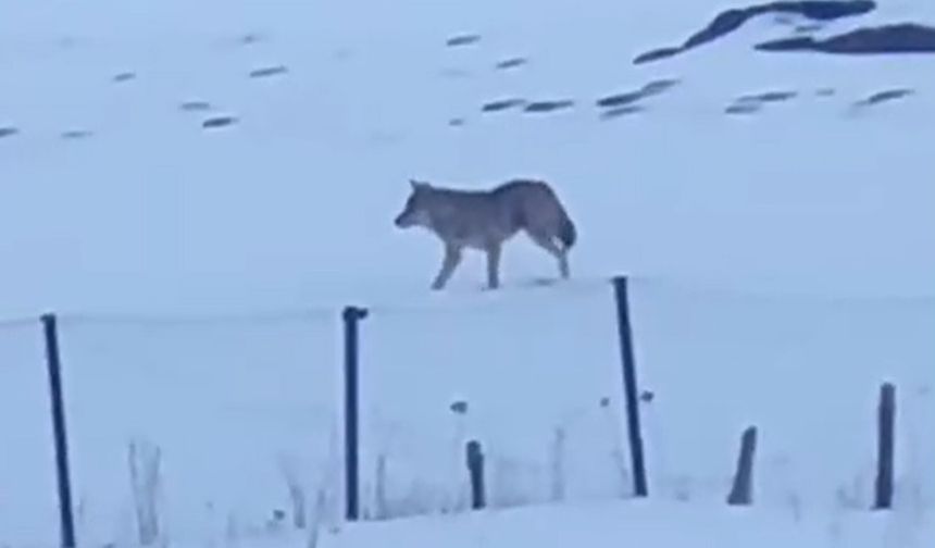 🐺3 ayaklı yalnız kurt! Görenleri şaşkına çevirdi