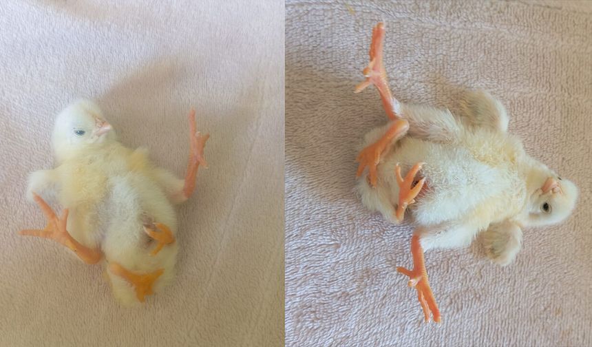 Görenleri hayrete düşüren civciv!