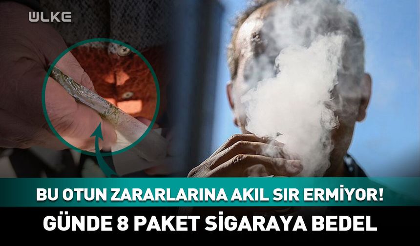 Bu otun zararlarına akıl sır ermiyor! Günde 8 paket sigaraya bedel