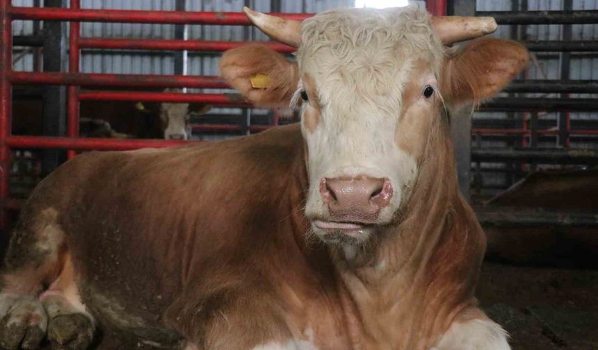 1,5 tonluk dev tosun fiyatı ile dudak uçuklattı