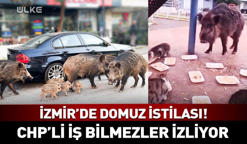 İzmir'de domuz istilası! CHP'li iş bilmezler izliyor