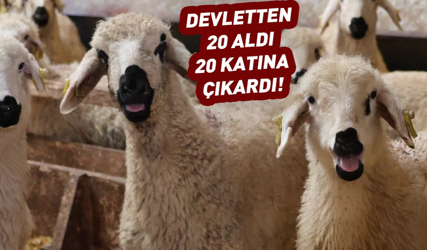 Devletten 20 koyun aldı! 20 katına çıkarttı
