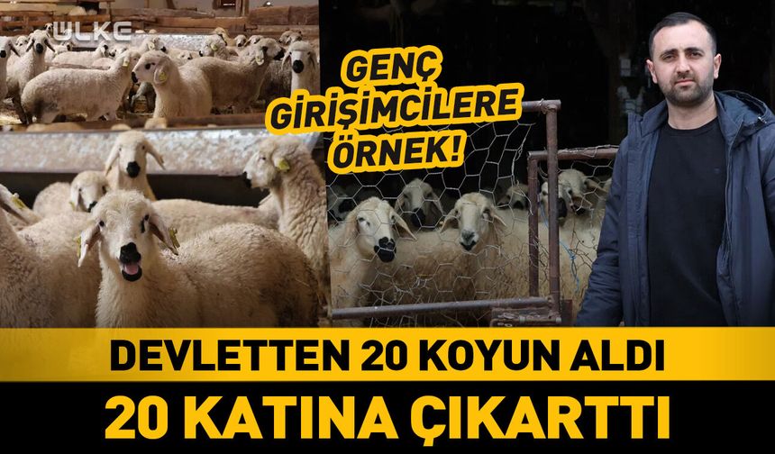 Devletten 20 koyun aldı! 20 katına çıkarttı